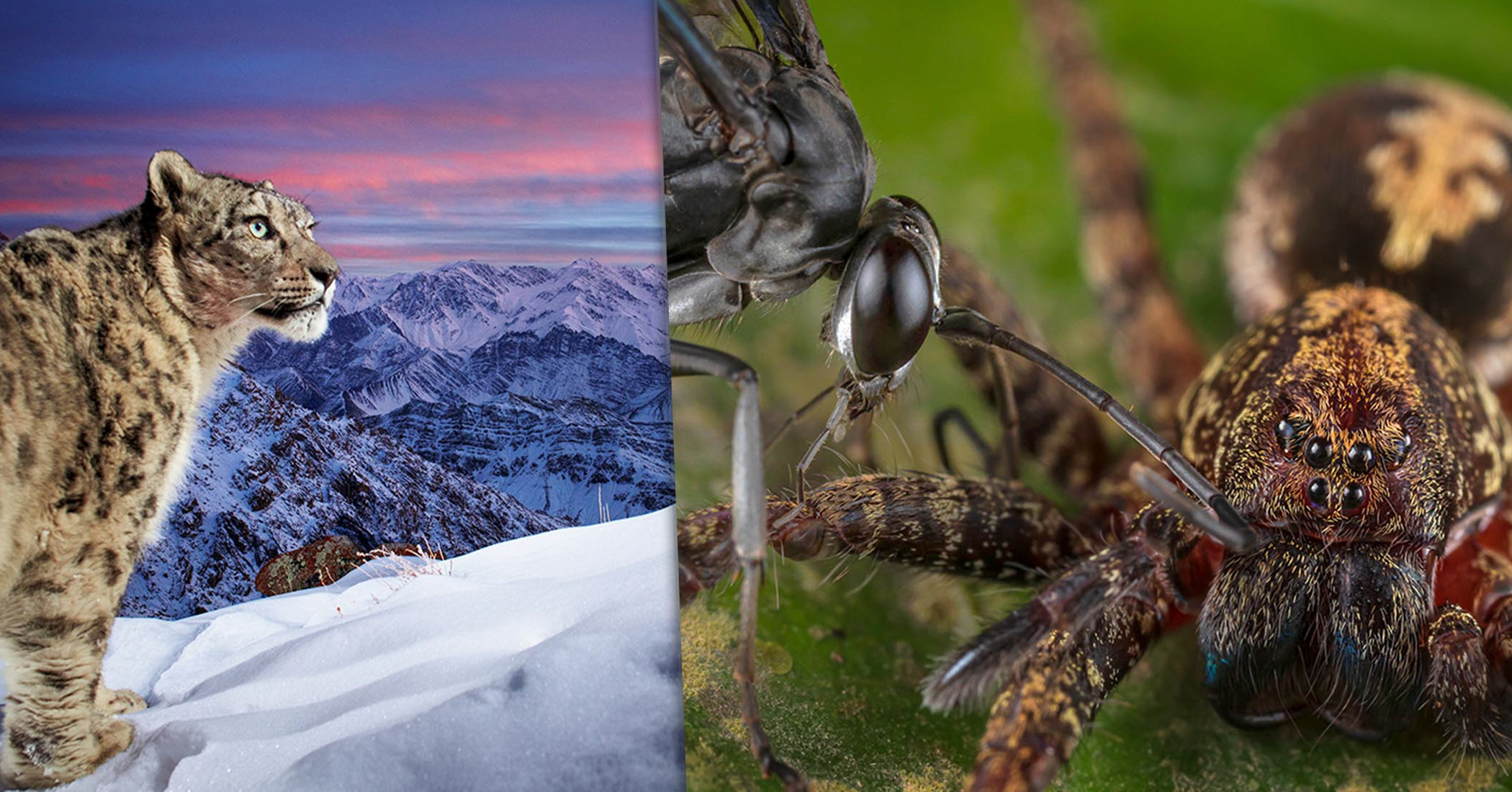 NextImg:Snow leopard 'dream' shot wins People's Choice in Wildlife Photographer Of The Year from 25 shortlisted