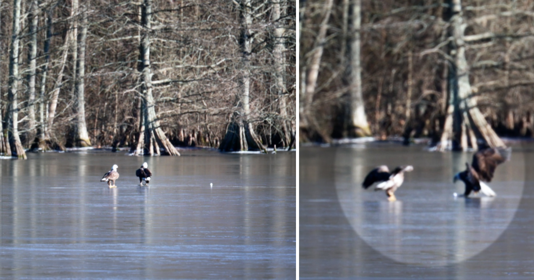 NextImg:Video: Photographer captures bald eagle playing with a golf ball on a frozen lake