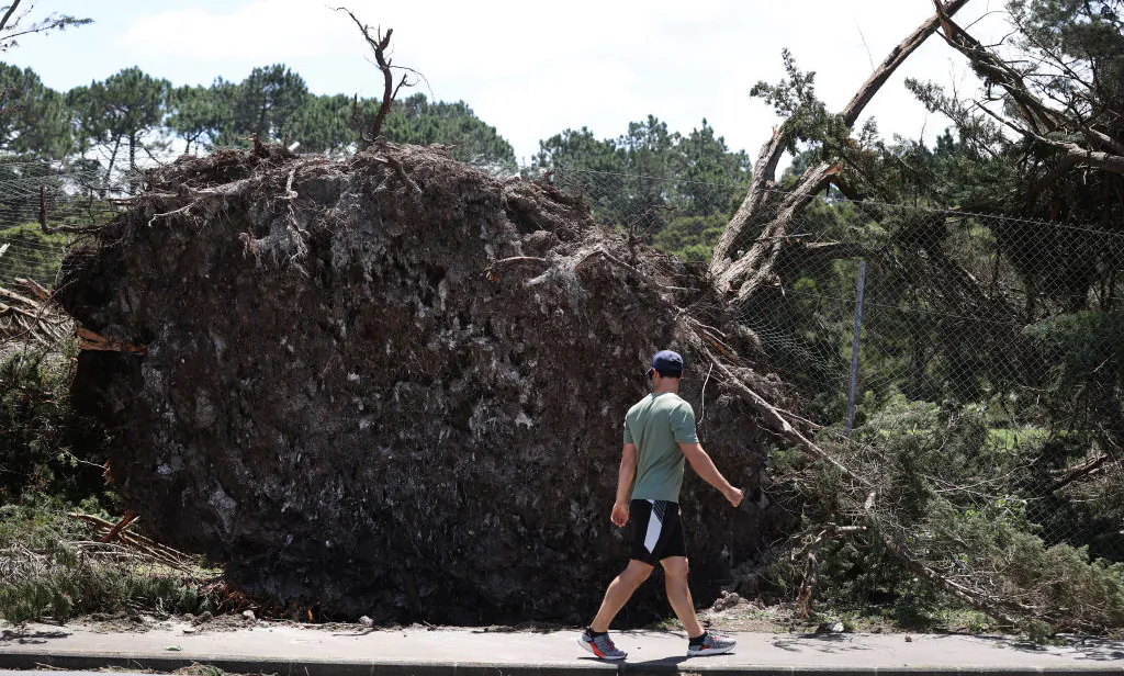 A man walks past a tree uprooted in Cyclone Gabrielle at Titirangi Golf Club in Auckland, New Zealand, on Feb. 15, 2023. (Fiona Goodall/Getty Images)