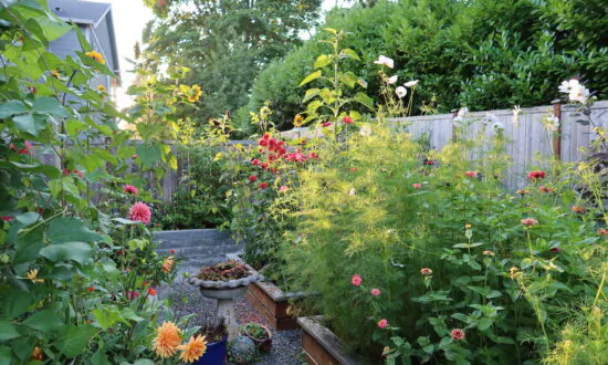 A Case for Raised Bed Gardening
