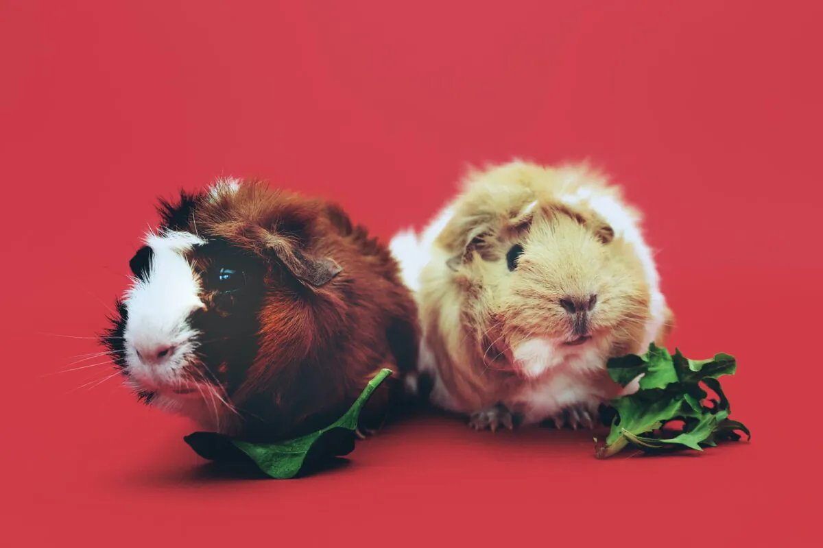 Unlike rabbits, guinea pigs cannot synthesize vitamin C, so they must ingest it in their food. (Scott Webb/Pexels)