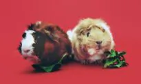 Guinea Pigs Need Vitamin C in Diet