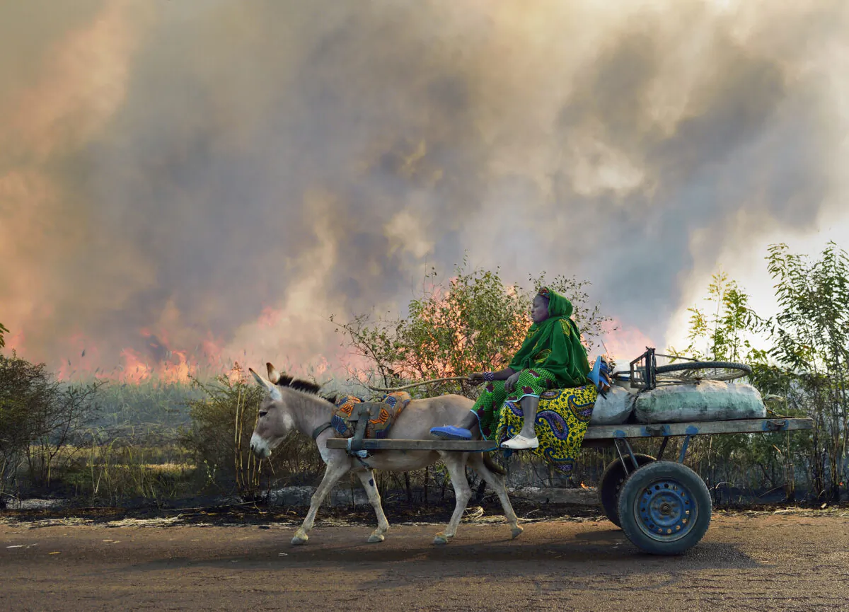 A woman on a cart passes a sugar cane field burning before the sugar cane harvest on Jan. 23, 2013, near Niono, 230 miles north of the capital Bamako. (Eric Feferberg/AFP via Getty Images)