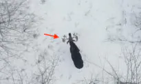 VIDEO: Man Captures ‘Extremely Rare’ Moment Moose Sheds Both Antlers in a Snowy Forest