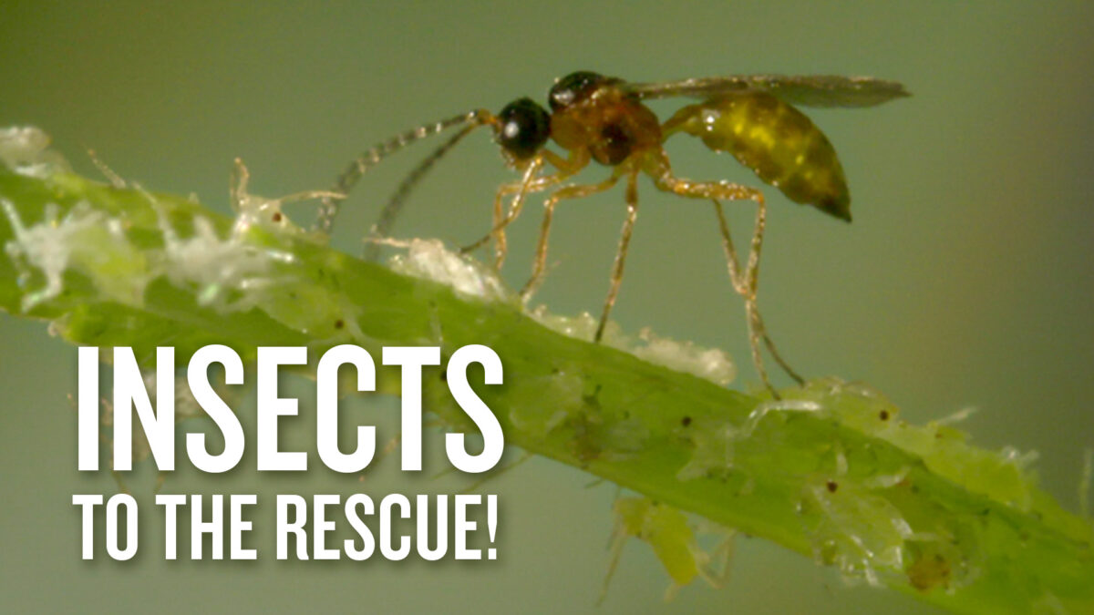NextImg:Insects to the Rescue! | Documentary