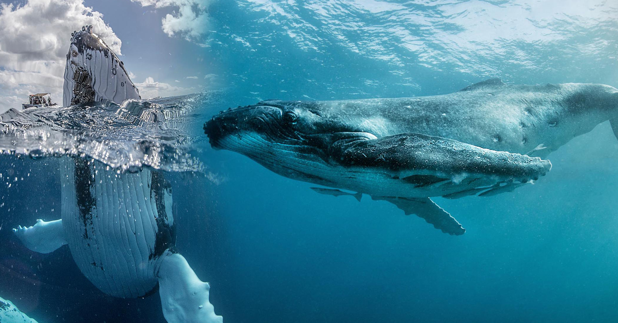 NextImg:PHOTOS: Russian ‘whale whisperer’ photographs humpbacks meeting, touching people for first time ever