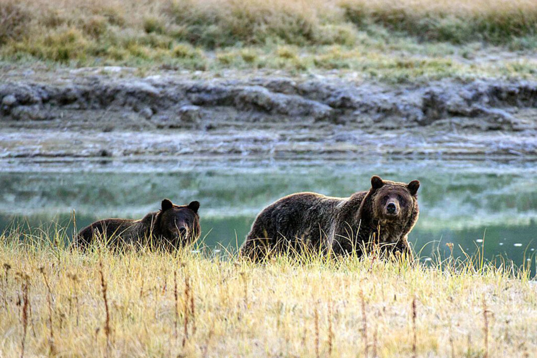 A grizzly bear mother and her cub walk near Pelican Creek on Oct. 8, 2012, in the Yellowstone National Park in Wyoming. (Karen Bleier/AFP/Getty Images/TNS)