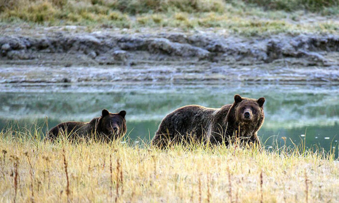 Top Spots for Wild Animal Sightings