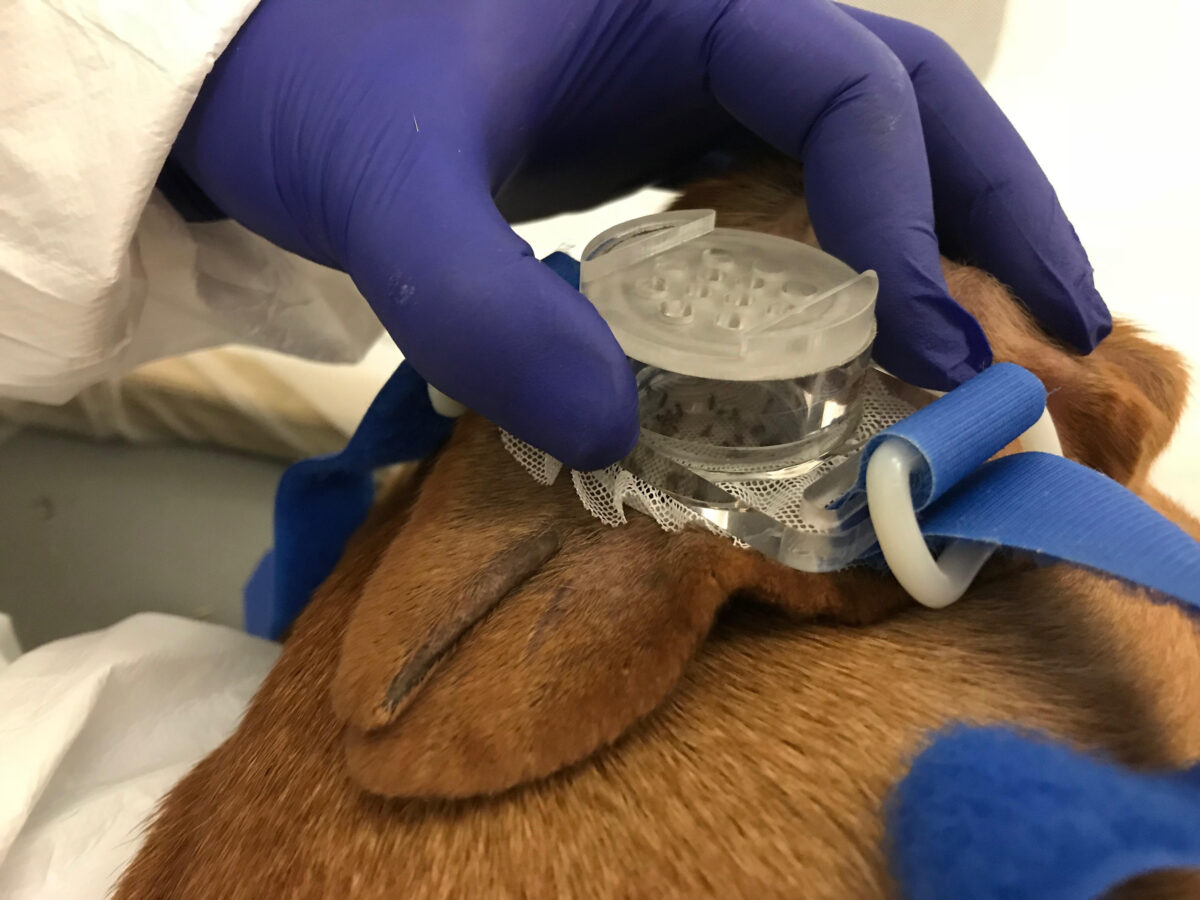 NextImg:Watchdog Group Exposes ‘Painful’ Taxpayer-Funded Experiments on Dogs