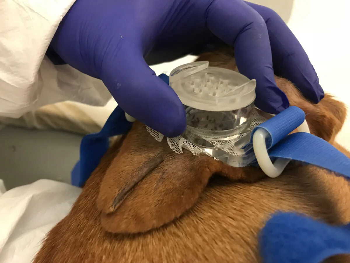 An image obtained by White Coat Waste Project shows a dog involved in a sandfly experiment at the University of Iowa with funding from the National Institutes of Health. (Courtesy of White Coat Waste Project)
