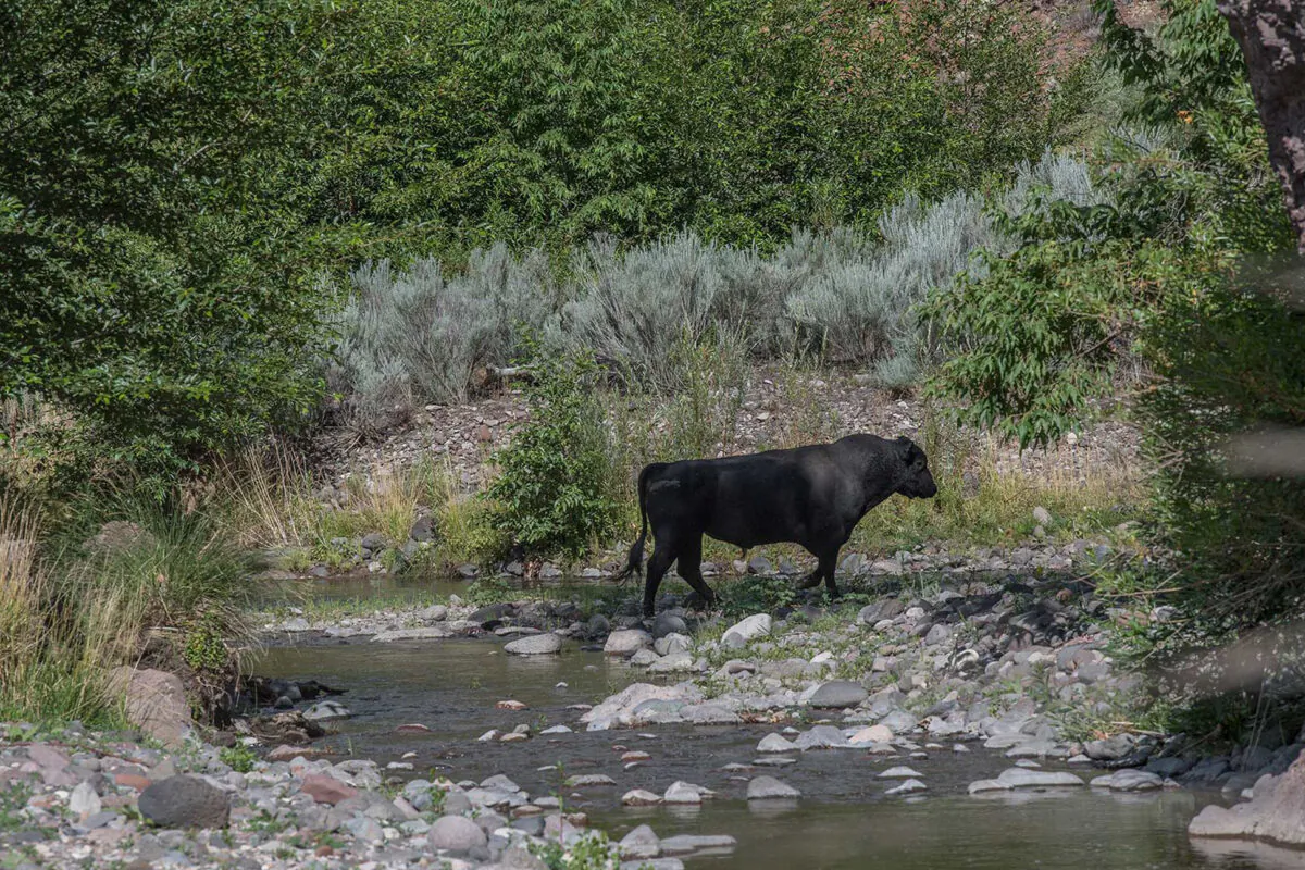 A feral bull along the Gila River in the Gila Wilderness in southwestern New Mexico on July 25, 2020. (©Robin Silver/Center for Biological Diversity via AP)