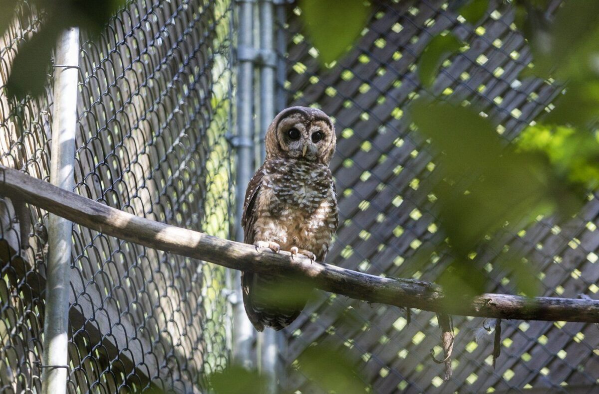 NextImg:Northern Spotted Owl Found Injured Near BC Train Tracks Two Months After Release