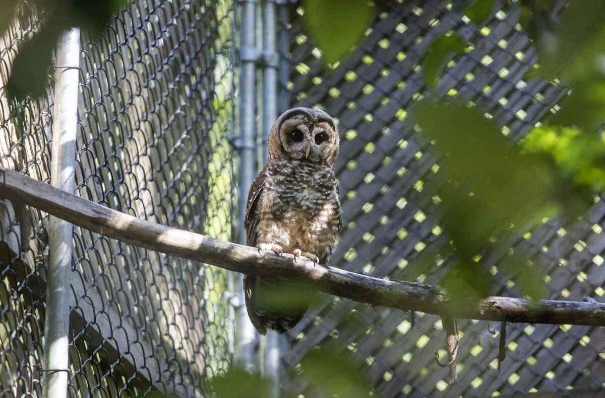 A northern spotted owl is shown at the Northern Spotted Owl Breeding Program (NSOBP) in Langley, B.C. in this undated handout photo. (The Canadian Press/HO, NSOBP)
