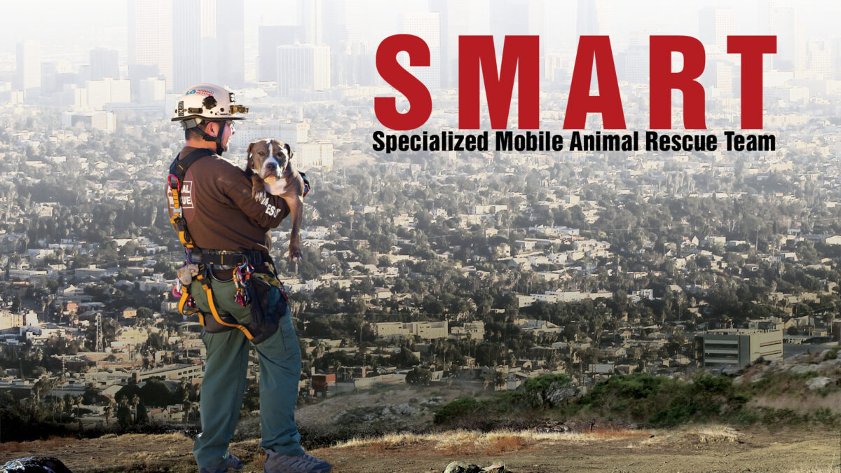 NextImg:SMART: Specialized Mobile Animal Rescue Team | Documentary