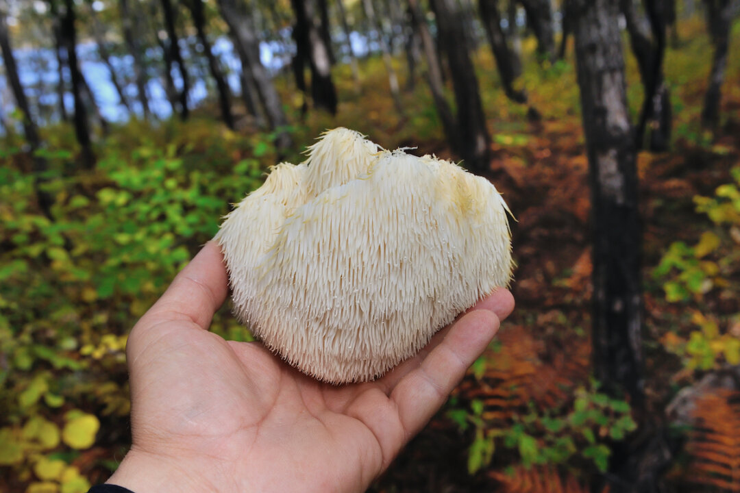 Lion's Mane mushroom on oak tree in the autumn forest. (shutterstock)