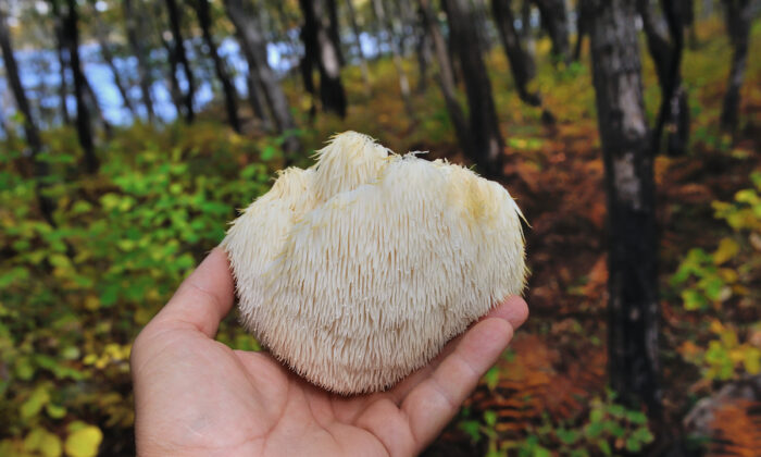 Lion’s Mane Mushroom Can Boost Nerve Cell Growth and Enhance Memory: New Study