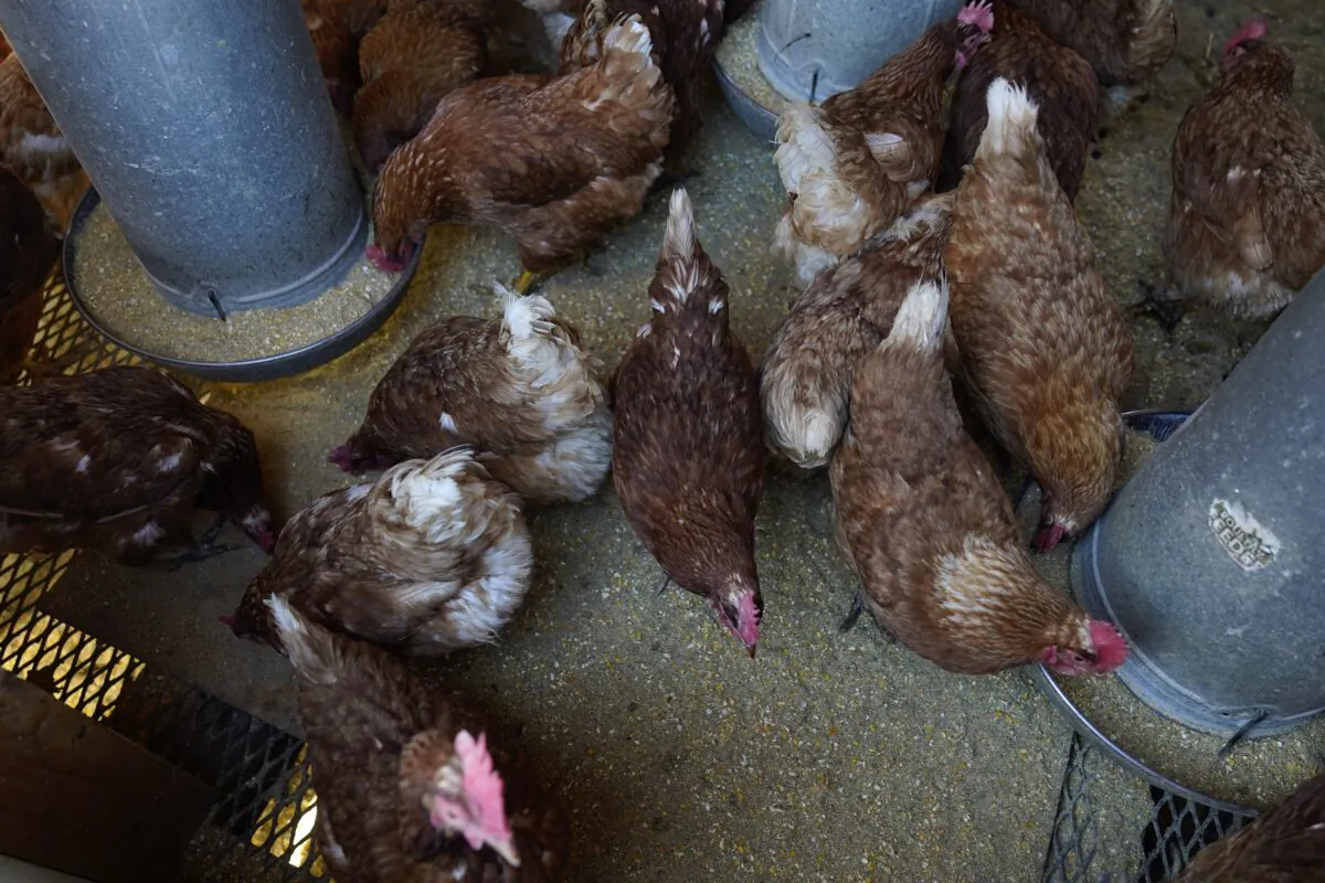 Red Star chickens feed in their coop at Historic Wagner Farm in Glenview, Ill., on Jan. 10, 2023. (Erin Hooley/AP Photo)