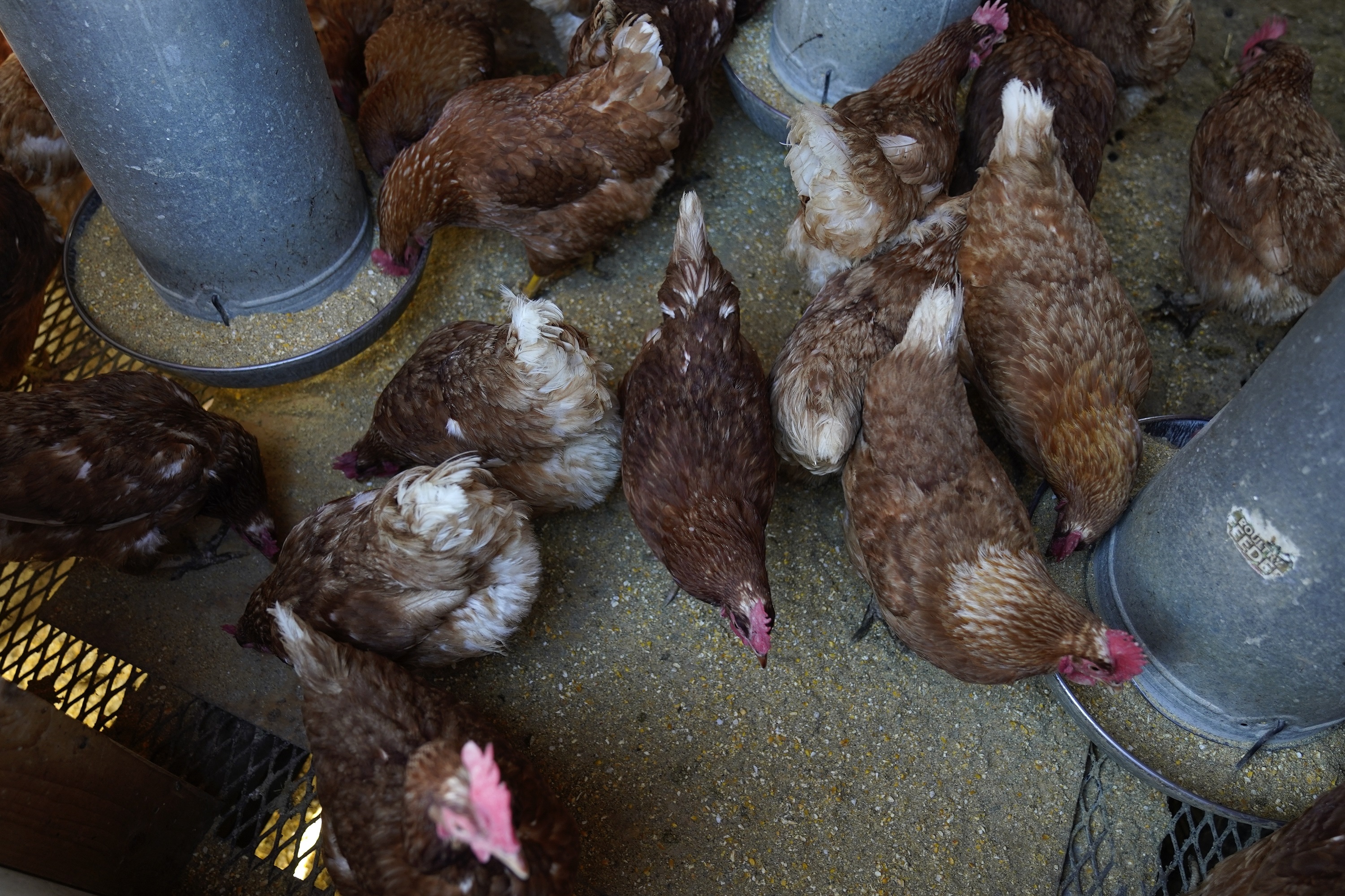 Bird Flu Costs Pile Up as Outbreak Enters 2nd Year - Vimarsana News
