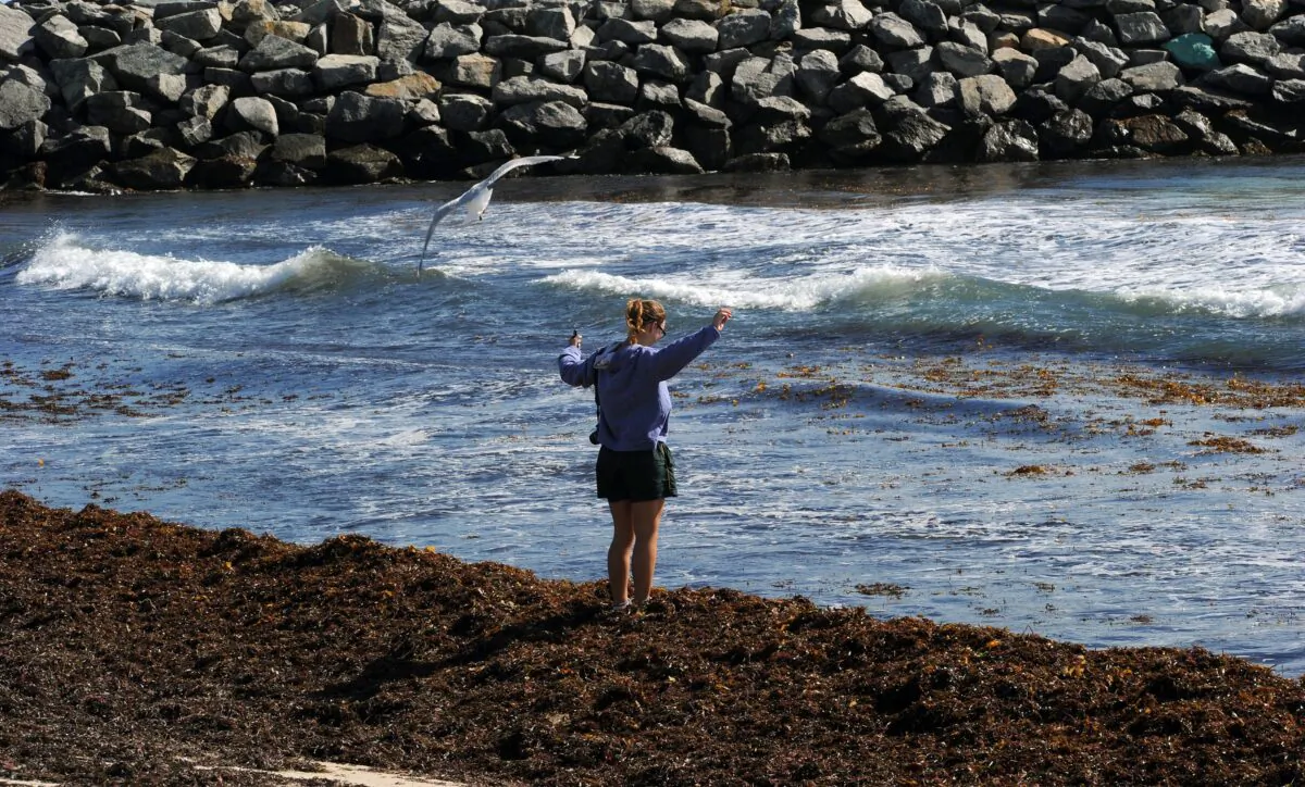 A blanket of seaweed covering the normally picturesque Cottesloe Beach after a storm near Perth, Western Australia, on Oct. 4, 2012. (GREG WOOD/AFP/GettyImages)