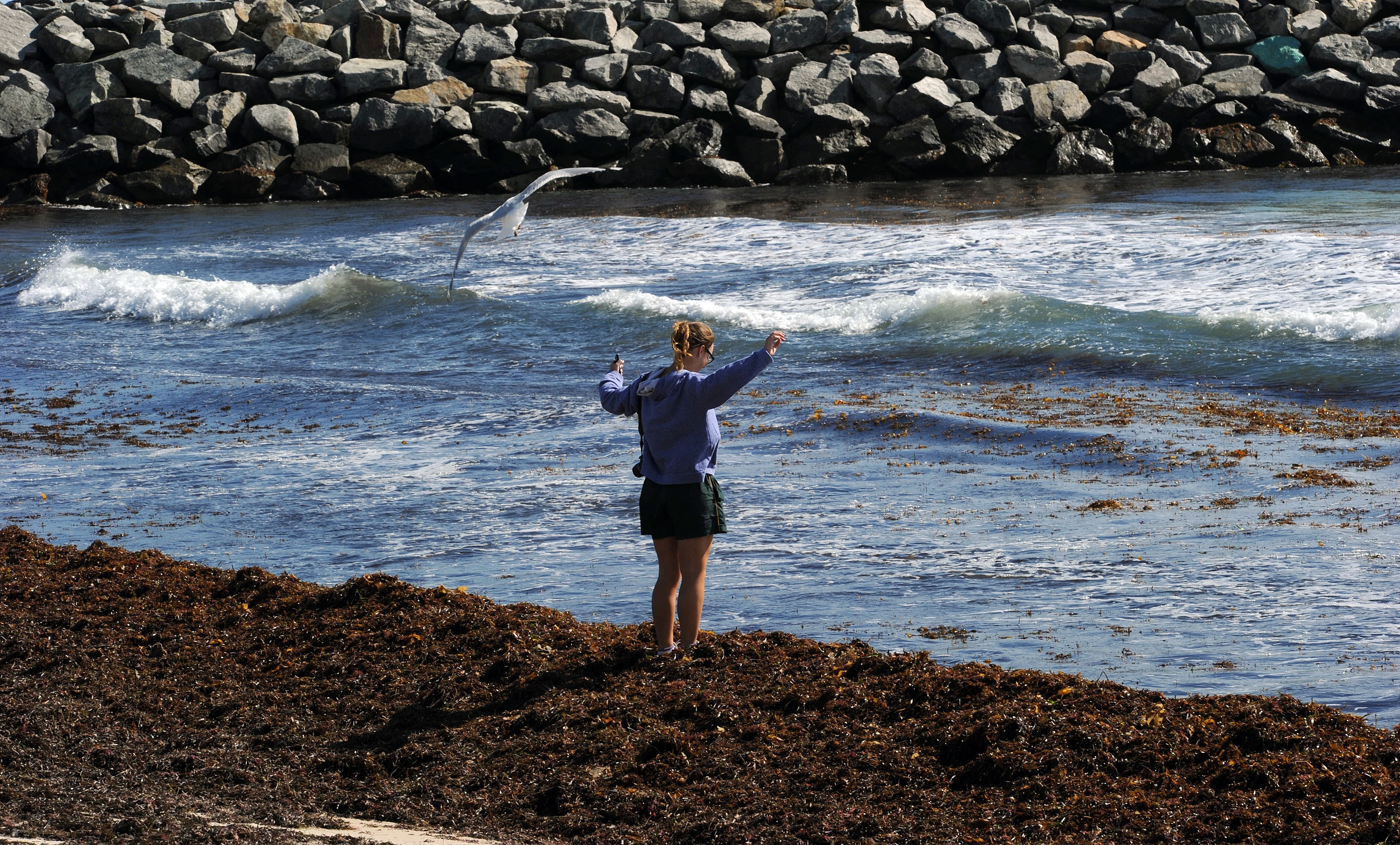 Australian Scientists to Explore Untapped Potential of Seaweed - Vimarsana News