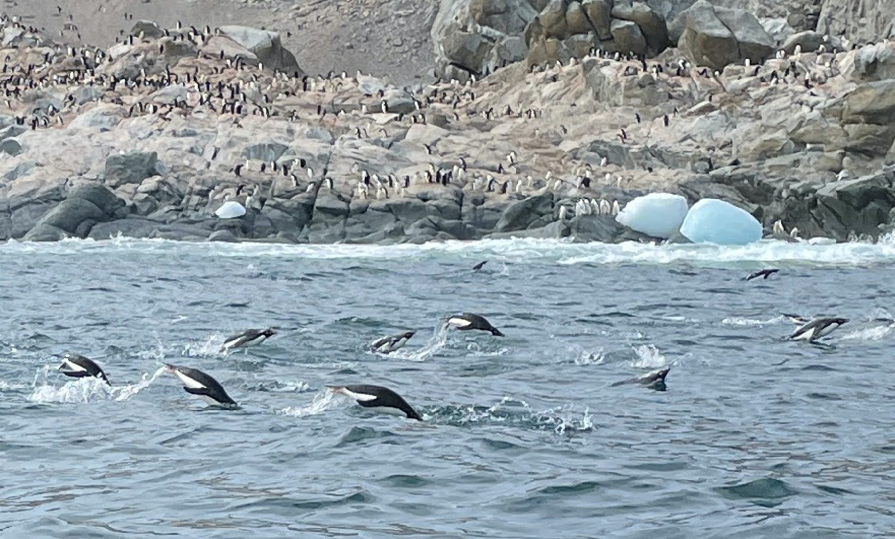 Penguins leap from the water as they race away from leopard seals and search for krill to feed their chicks.