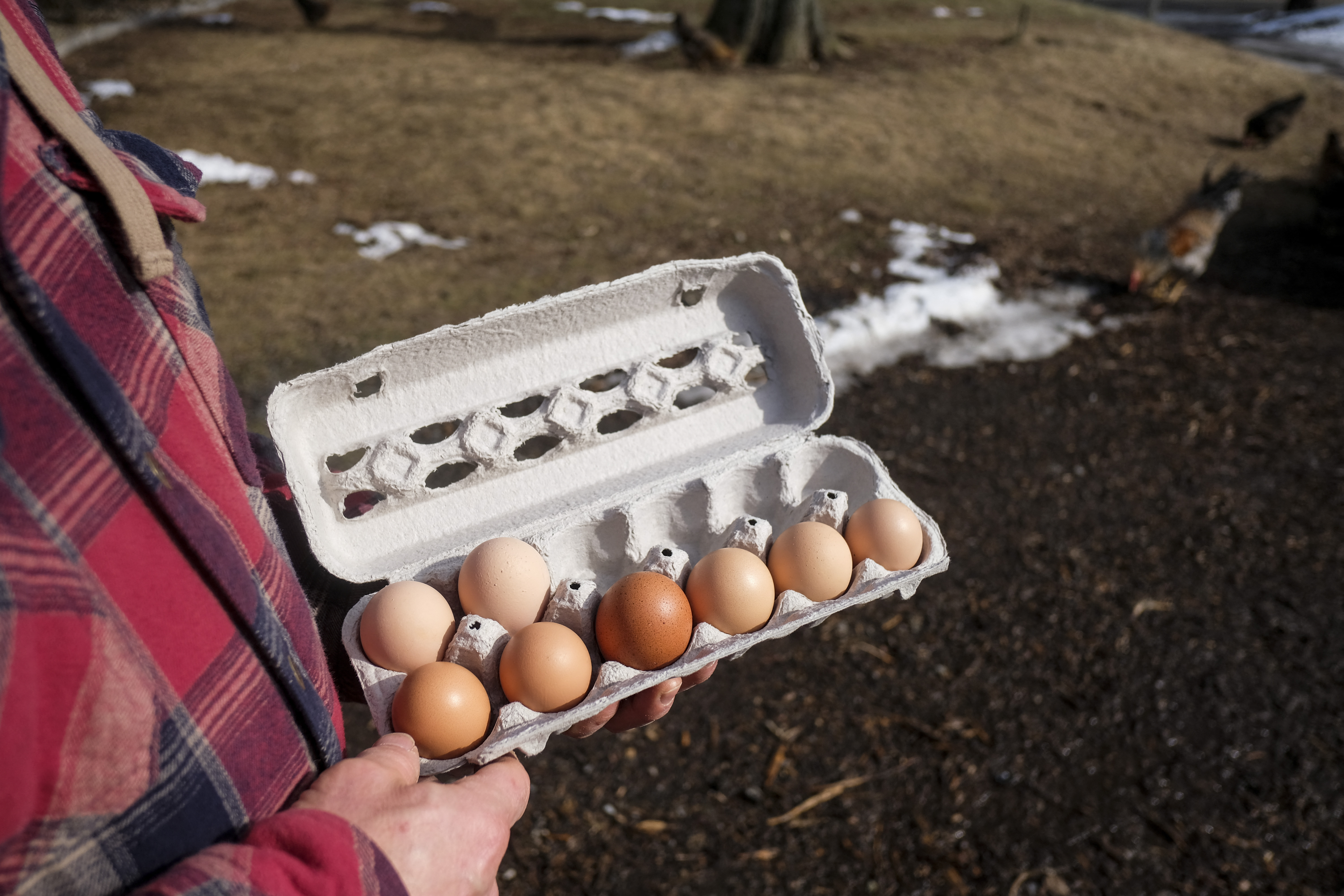 What's Really Behind the Egg Shortage? - Vimarsana News