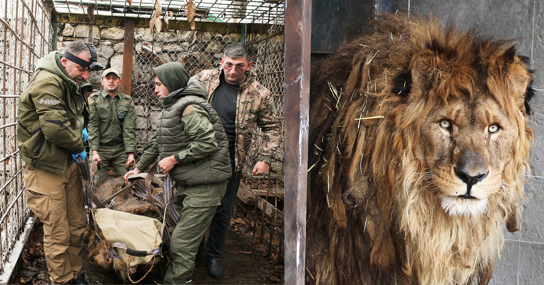 NextImg:The world’s loneliest lion rescued from cage after 15 years, waits to go home to South Africa