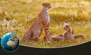 Deadly Game: From Cute to Killer
