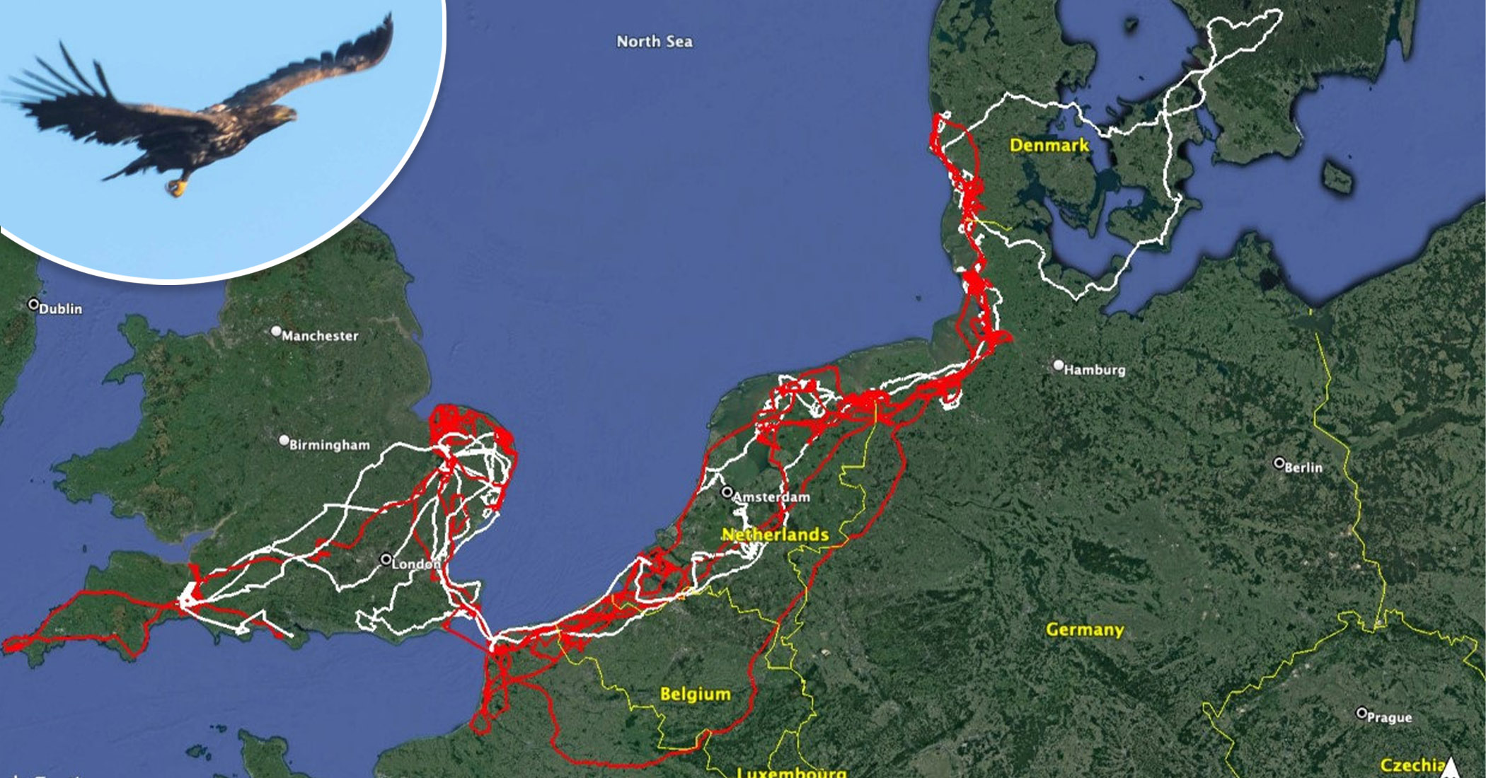 NextImg:Rare white-tailed eagle flies 10,000 miles through 7 countries, returns home after 2 years with a missing foot
