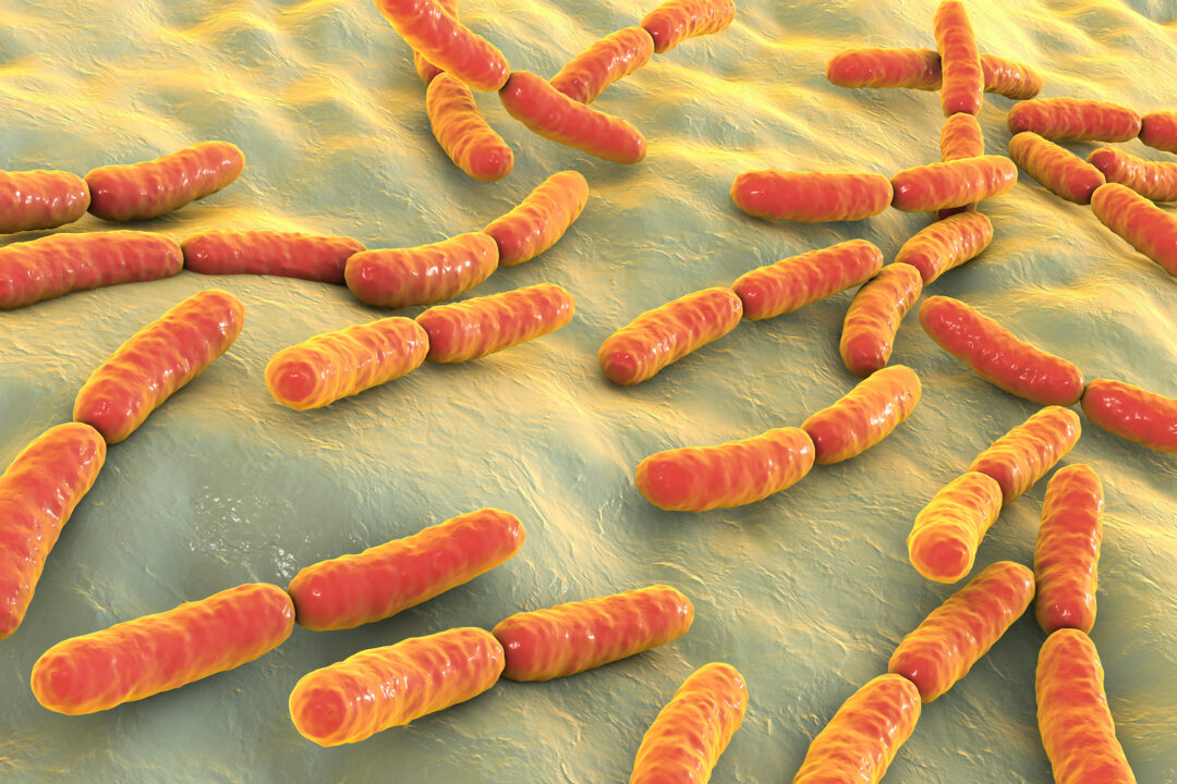 3D illustration of the bacterium Lactobacillus, a probiotic bacterium. (Shutterstock)
