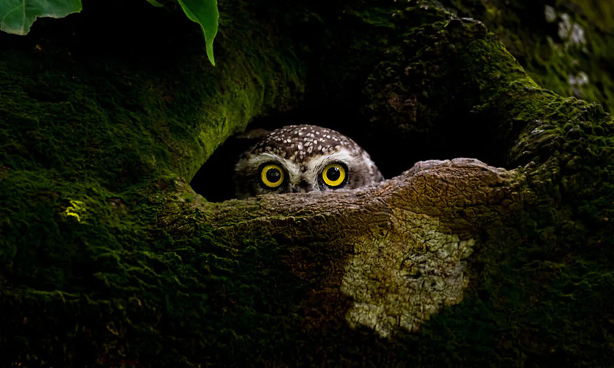 (Courtesy of Protap Shekhor Mohanto, Bangladesh, National Award Winner/2023 Sony World Photography Awards)
