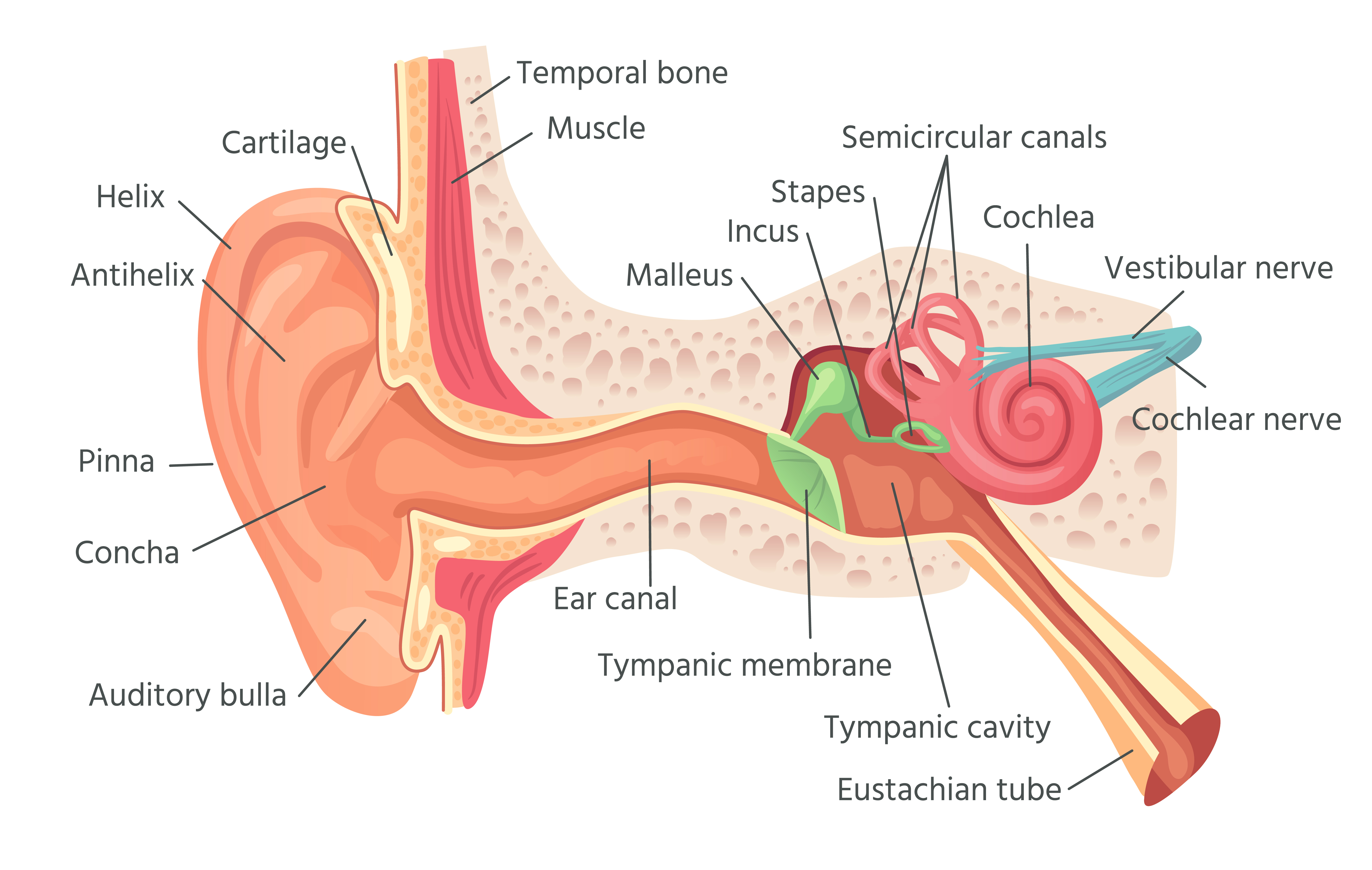 Human,Ear,Anatomy.,Ears,Inner,Structure,,Organ,Of,Hearing,Vector