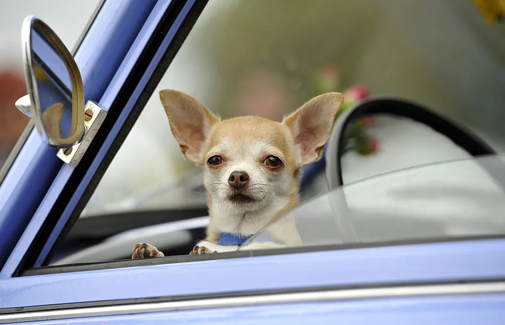 A Chihuahua dog waits inside a Trabant 601 car on August 23, 2014 in Zwickau, Germany. (Matthias Rietschel/Getty Images)