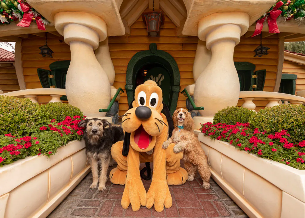 In this handout image provided by Disneyland Resort, the stars of the live-action film Lady and the Tramp, Monte and Rose, visit Pluto in Mickey's Toontown during a visit to the Disneyland Resort in Anaheim, Calif., on on Nov. 7, 2019. (Joshua Sudock/Disneyland Resort via Getty Images)