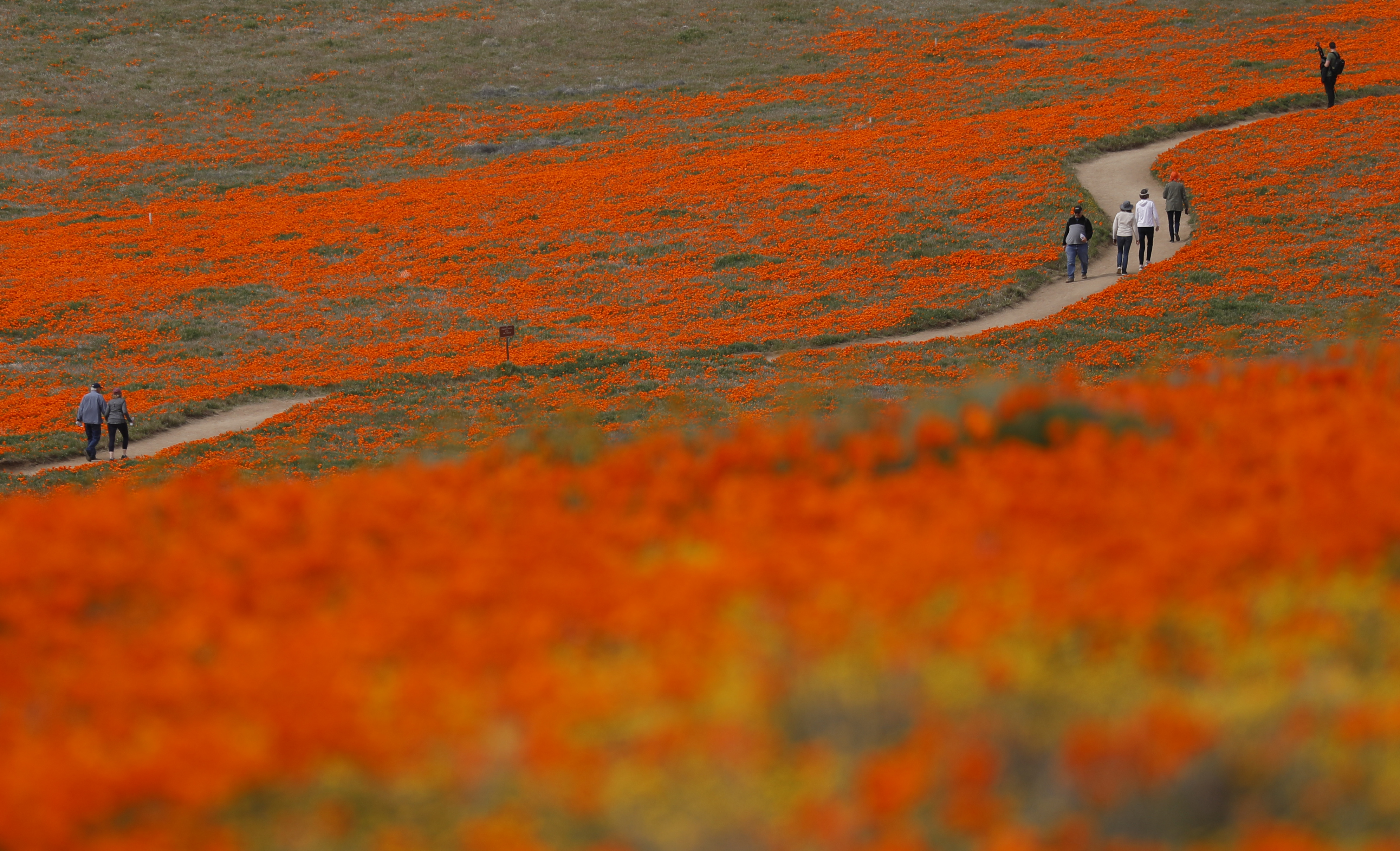 Visitors walk on a meandering path through fields of California Poppies in the Antelope Valley California Poppy Reserve State Natural Reserve on March 26, 2019, in Lancaster, California.