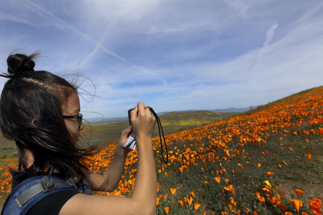 A vistor takes photographs of hillsides filled with flowers in the Antelope Valley California Poppy Reserve on March 26, 2019, in Lancaster, California. (Francine Orr/Los Angeles Times/TNS)