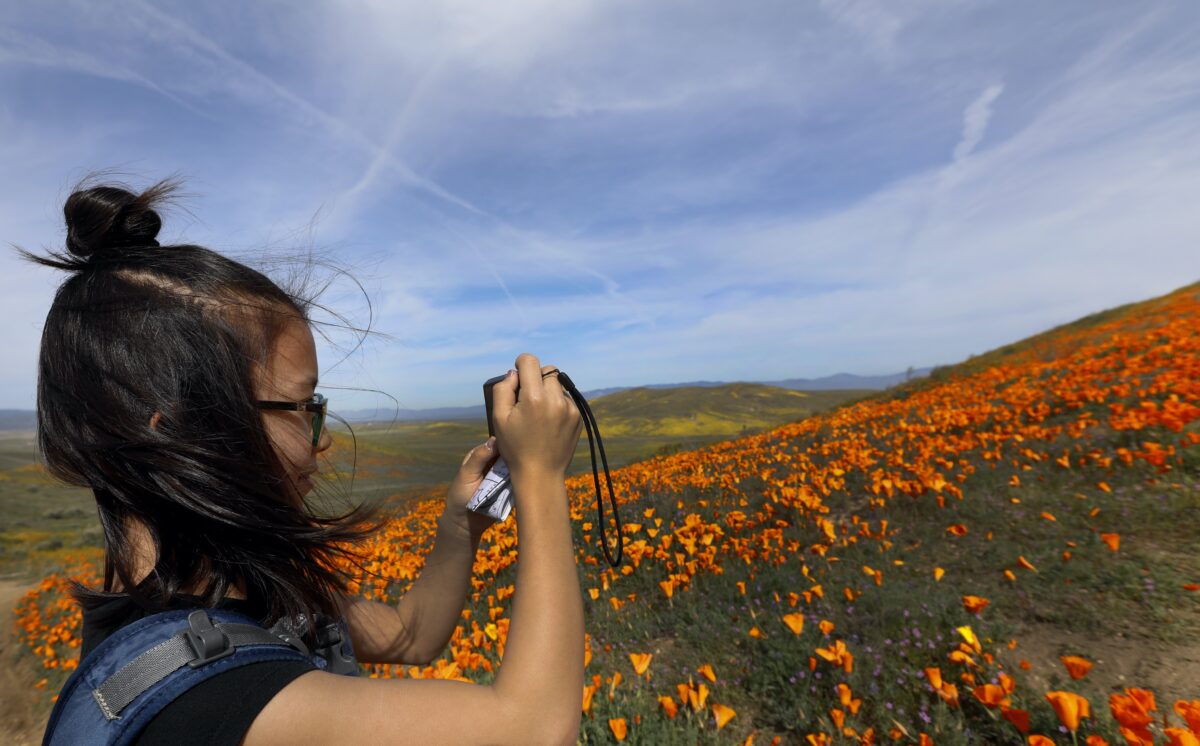 NextImg:Are the Conditions Ripe for a ‘Superbloom’ in Rain-Soaked California? Here’s What Experts Say