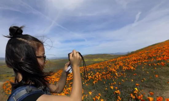 Are the Conditions Ripe for a ‘Superbloom’ in Rain-Soaked California? Here’s What Experts Say