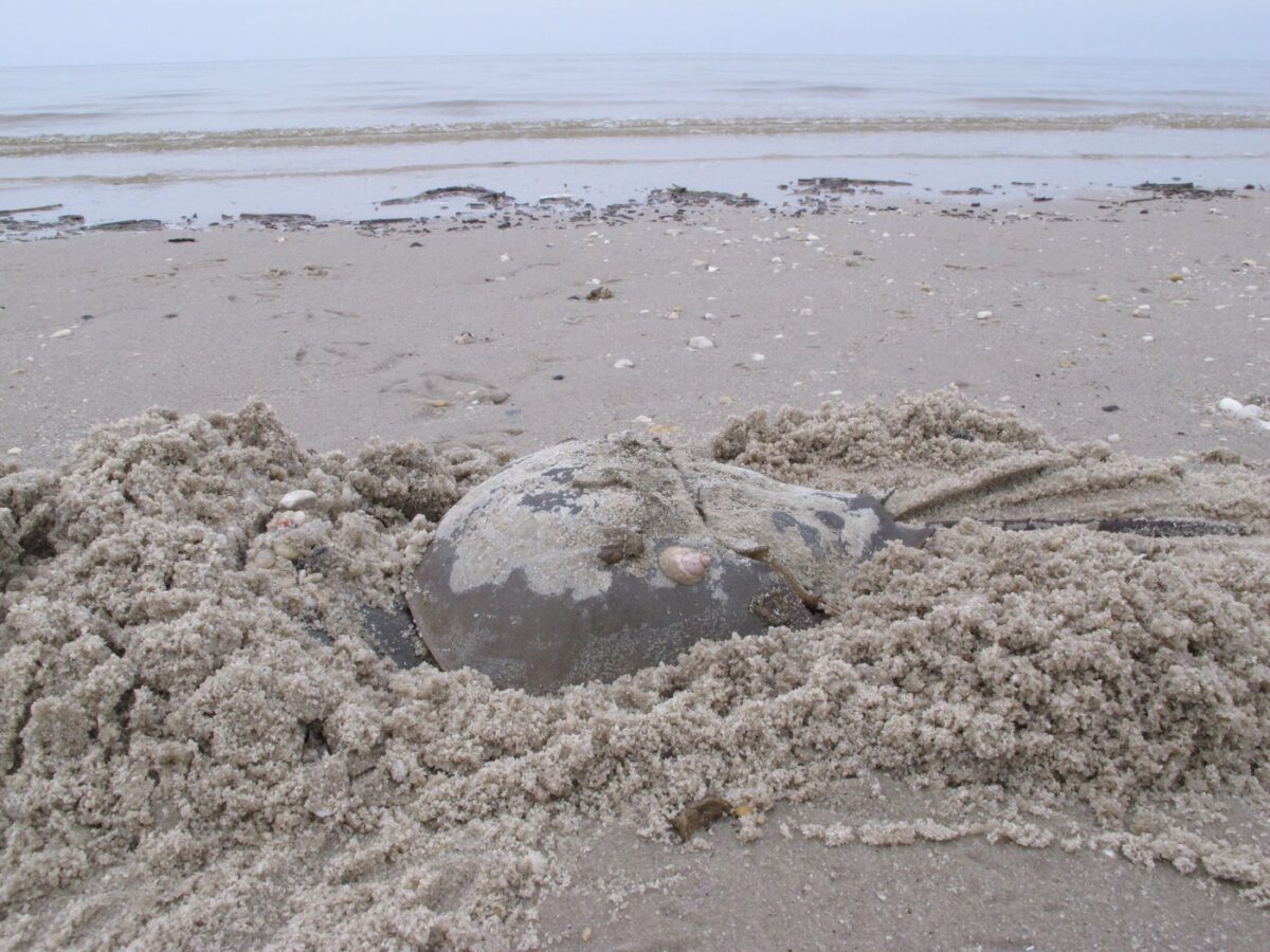 NextImg:BC Diver Finds Horseshoe Crab: 'I Knew Immediately It Wasn't Supposed to Be Here'