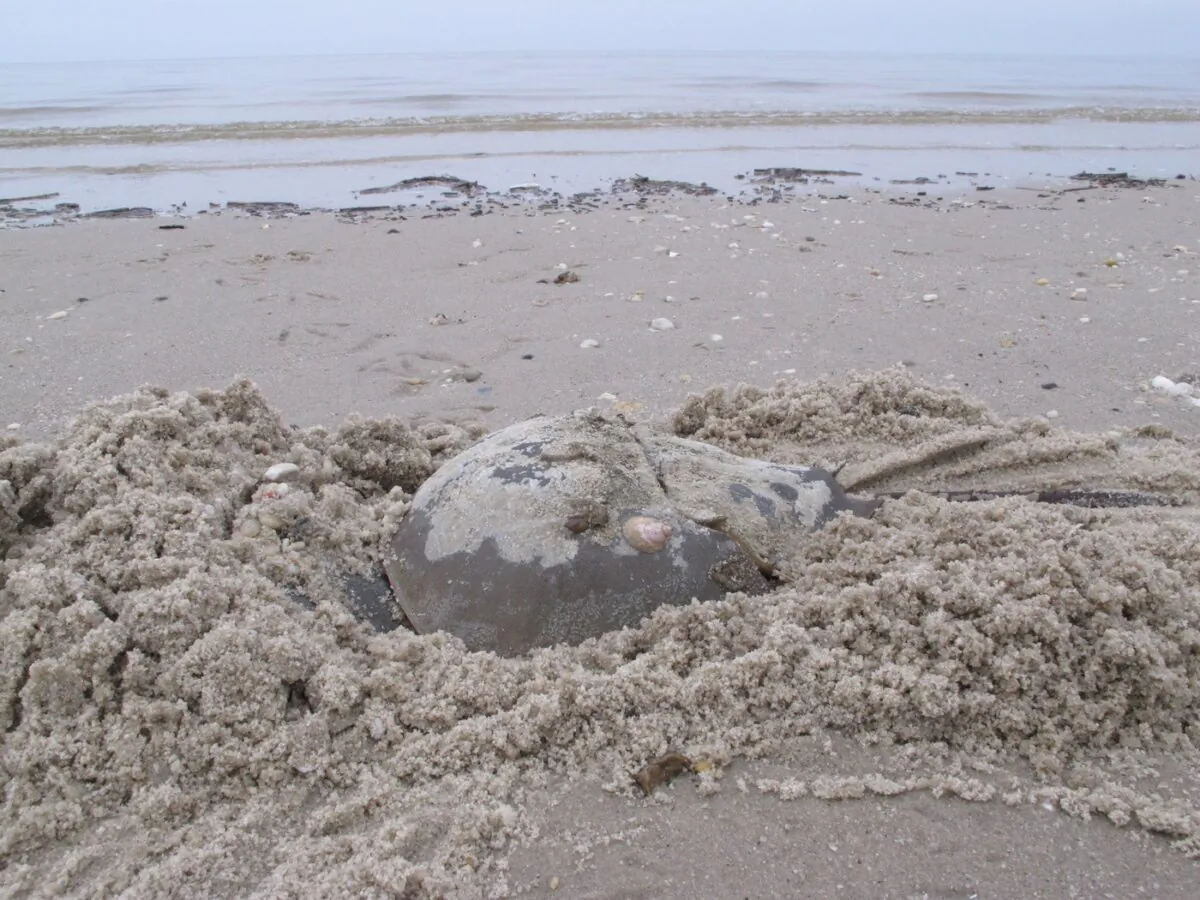A horseshoe crab burrows into the sand on a beach in Middle Township, N.J., to lay eggs on May 8, 2014. (The Associated Press/Wayne Parry)