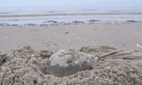 BC Diver Finds Horseshoe Crab: ‘I Knew Immediately It Wasn’t Supposed to Be Here’