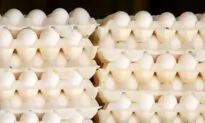 Egg Prices Will Fall Nearly 30 Percent This Year, US Farm Agency Says