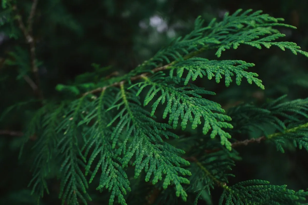 (Adam Kring/Unsplash)