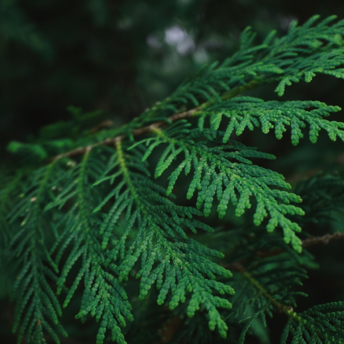 James Dulley: Here's How to Use Aromatic Cedar Wood to Line Your