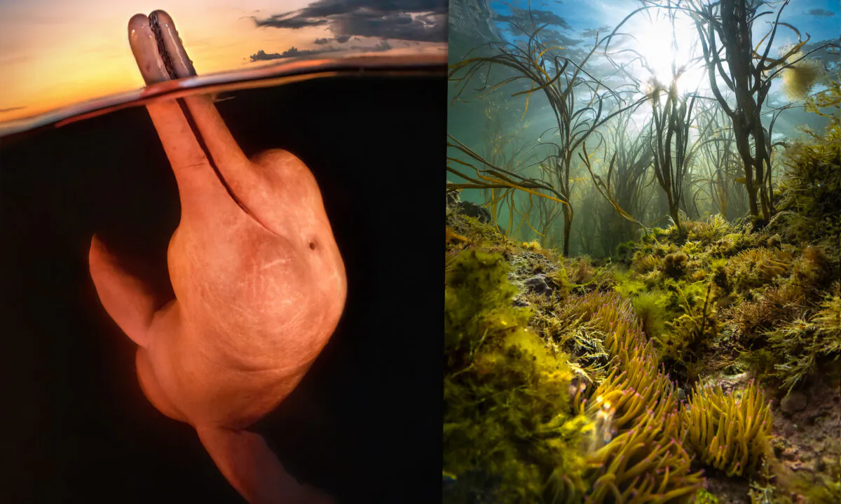 (Left: Courtesy of Kat Zhou/UPY2023; Right: Courtesy of Theo Vickers/UPY2023)