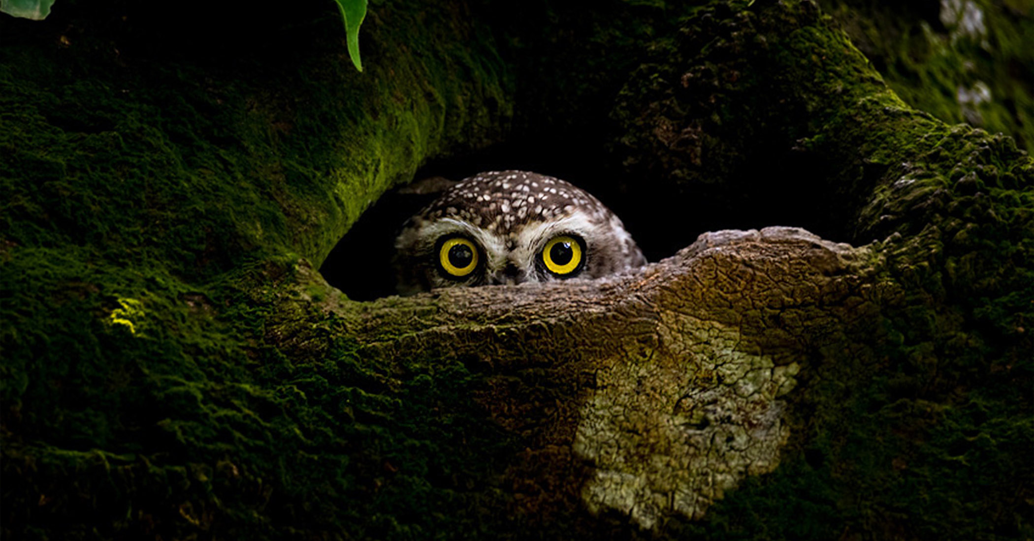 NextImg:39 of the world's best photos: Sony World Photography Awards releases winners from 55 countries