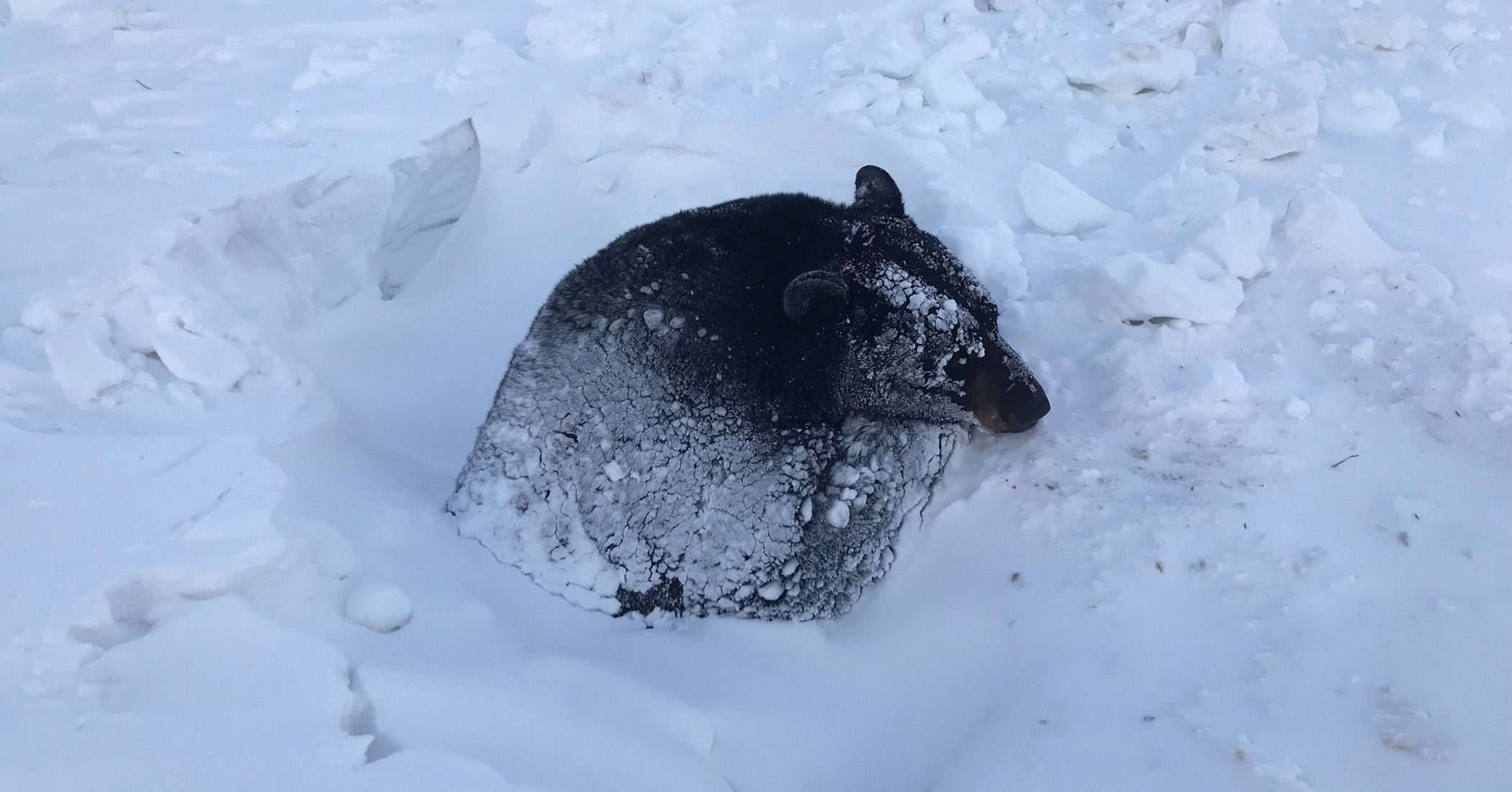 NextImg:Hibernating bear is rescued in Minnesota after getting stuck in deep snow and ice