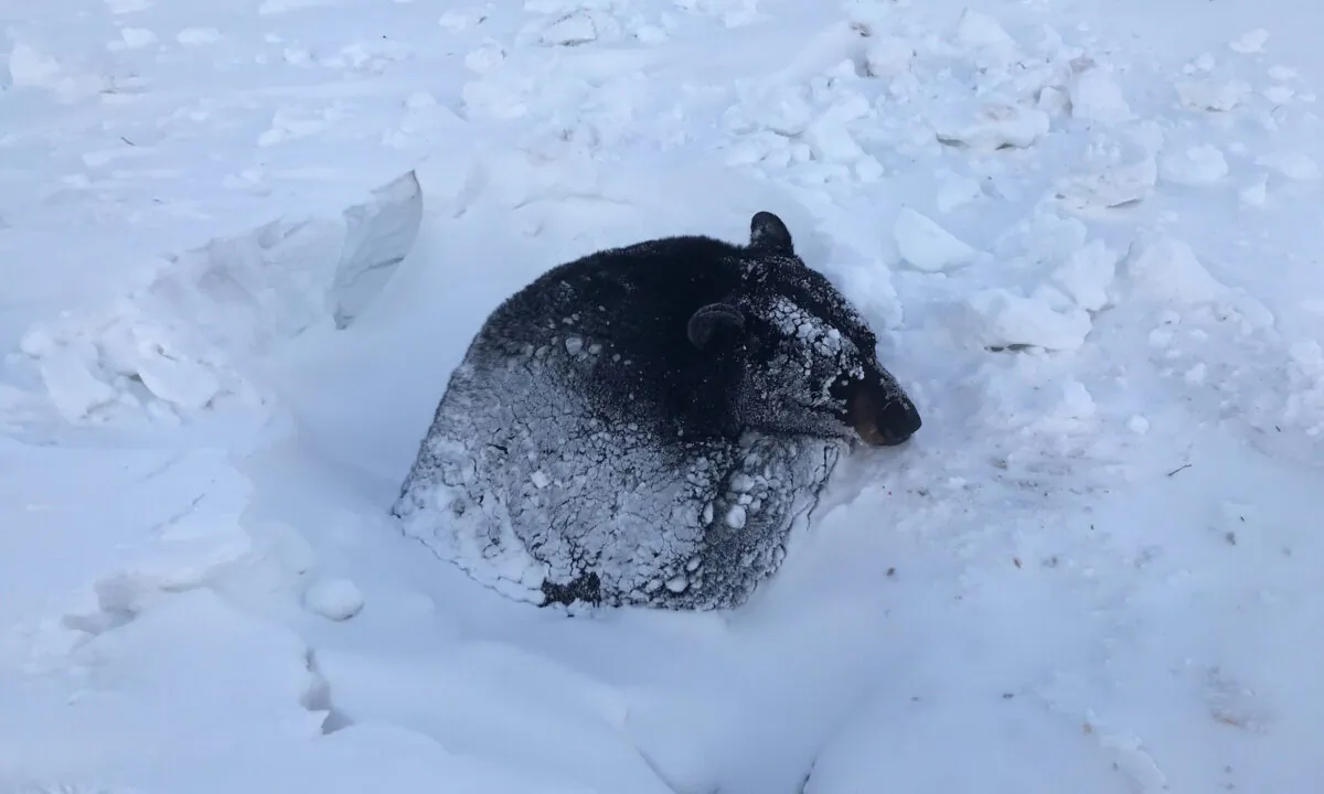(Courtesy of Minnesota DNR)