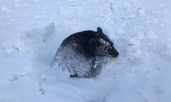 Hibernating Bear Is Rescued in Minnesota After Getting Stuck in Deep Snow and Ice