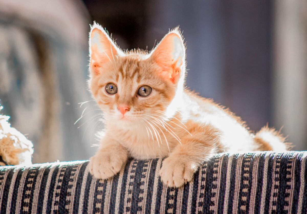 NextImg:2-Pound Kittens Ready For Vaccinations